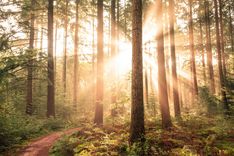 Bild von einem Wald mit Sonnenstrahlen